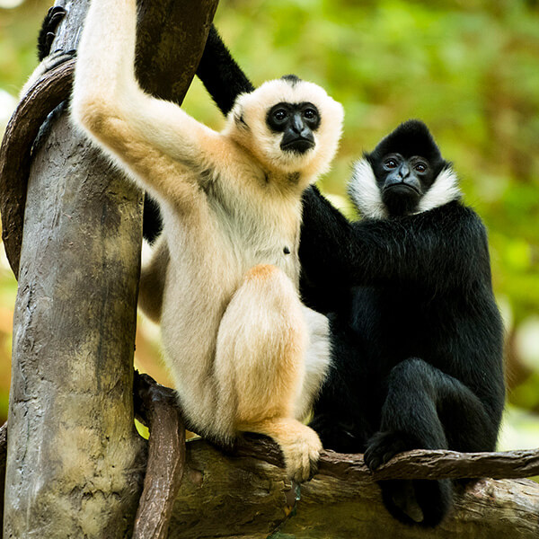 monkeys in tree