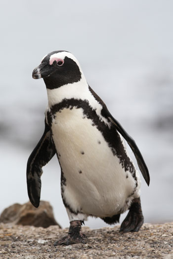 Penguin standing on a rock