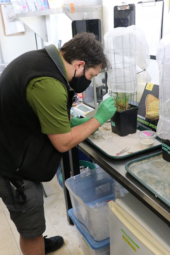 Biologist working with the butterflies