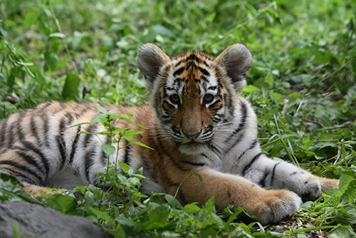 tiger cub