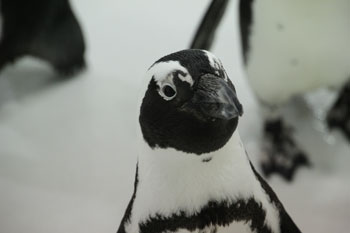 Close-up of a penguin's head