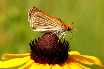 Poweshiek skipperling prairie butterfly